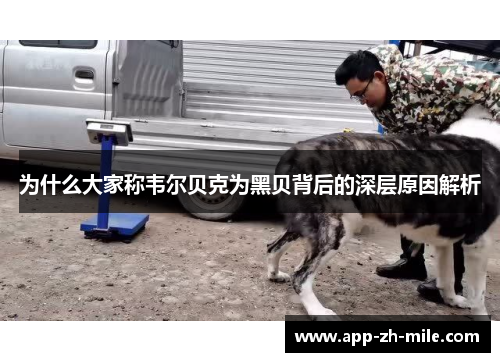 为什么大家称韦尔贝克为黑贝背后的深层原因解析